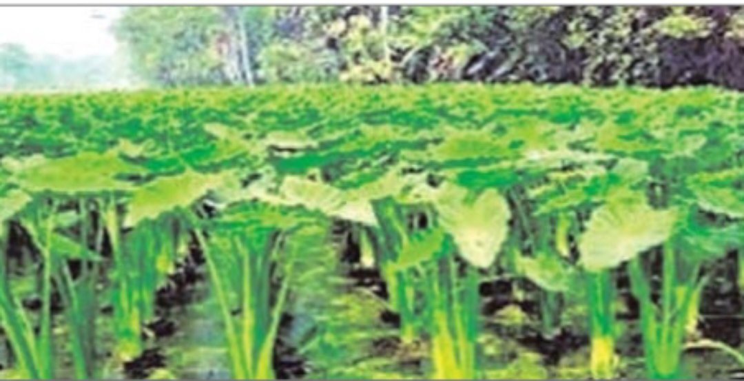 সোনারগাঁয়ে কচুর চাষ।